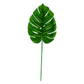 LEAF SPLIT PHILO