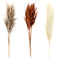 DRY FLOWER PAMPAS GRASS BUNDLE
