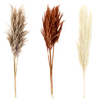 DRY FLOWER PAMPAS GRASS BUNDLE
