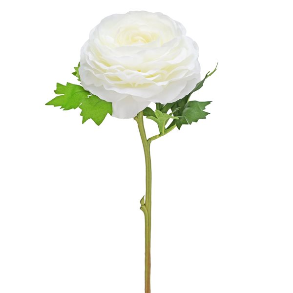 FLOWER RANUNCULUS STEM WHITE