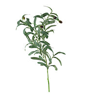 LEAVES OLIVE SPRAY