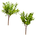 LEAVES  RUSCUS BUSH,