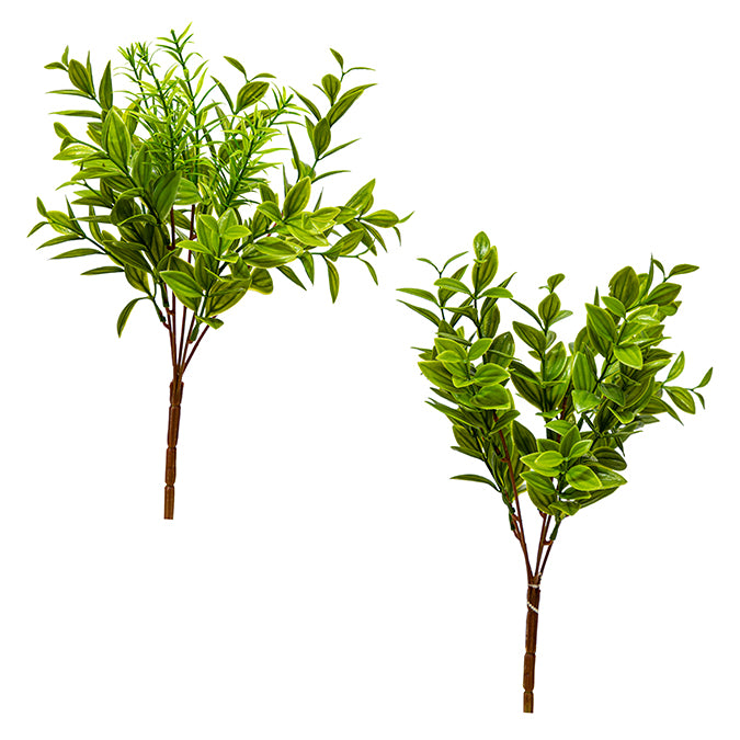 LEAVES  RUSCUS BUSH,