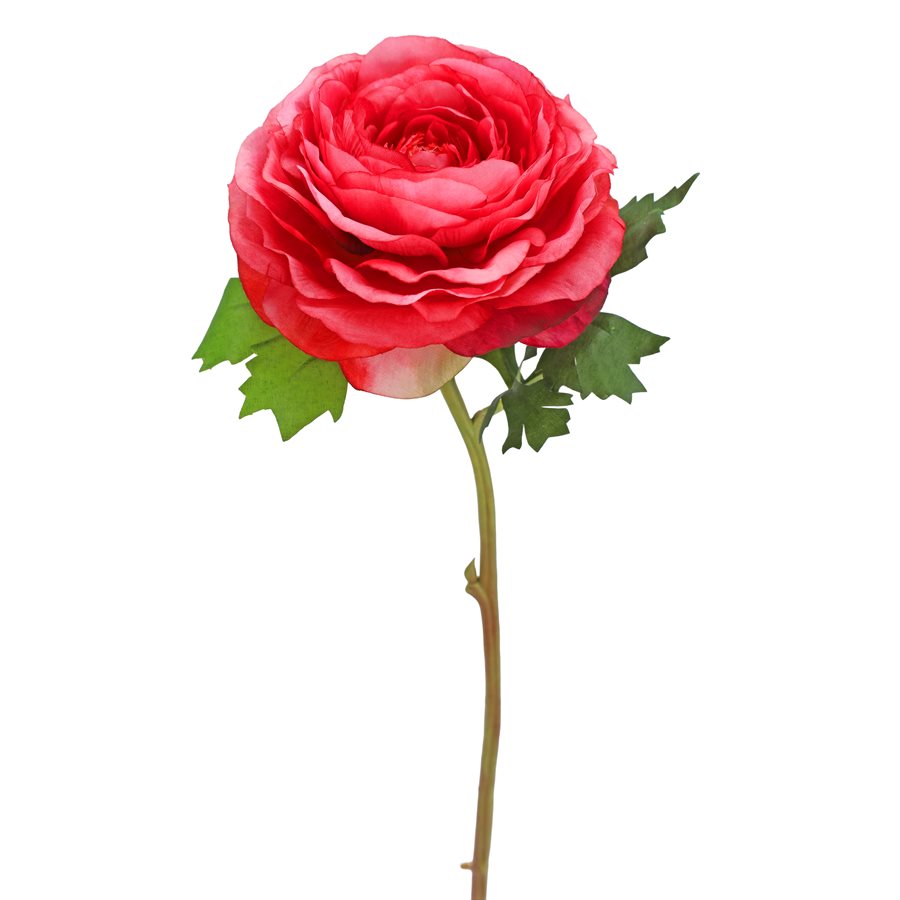 FLOWER RANUNCULUS STEM FUCHSIA