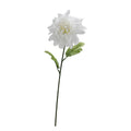 FLOWER DAHLIA WHITE