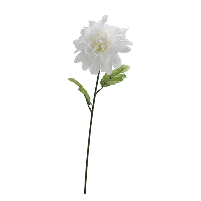 FLOWER DAHLIA WHITE