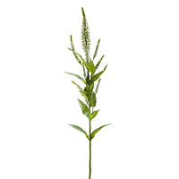 FLOWER VERONICA WHITE